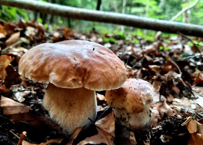 Mcastet, Casita Aranesa En El Valle De Aran